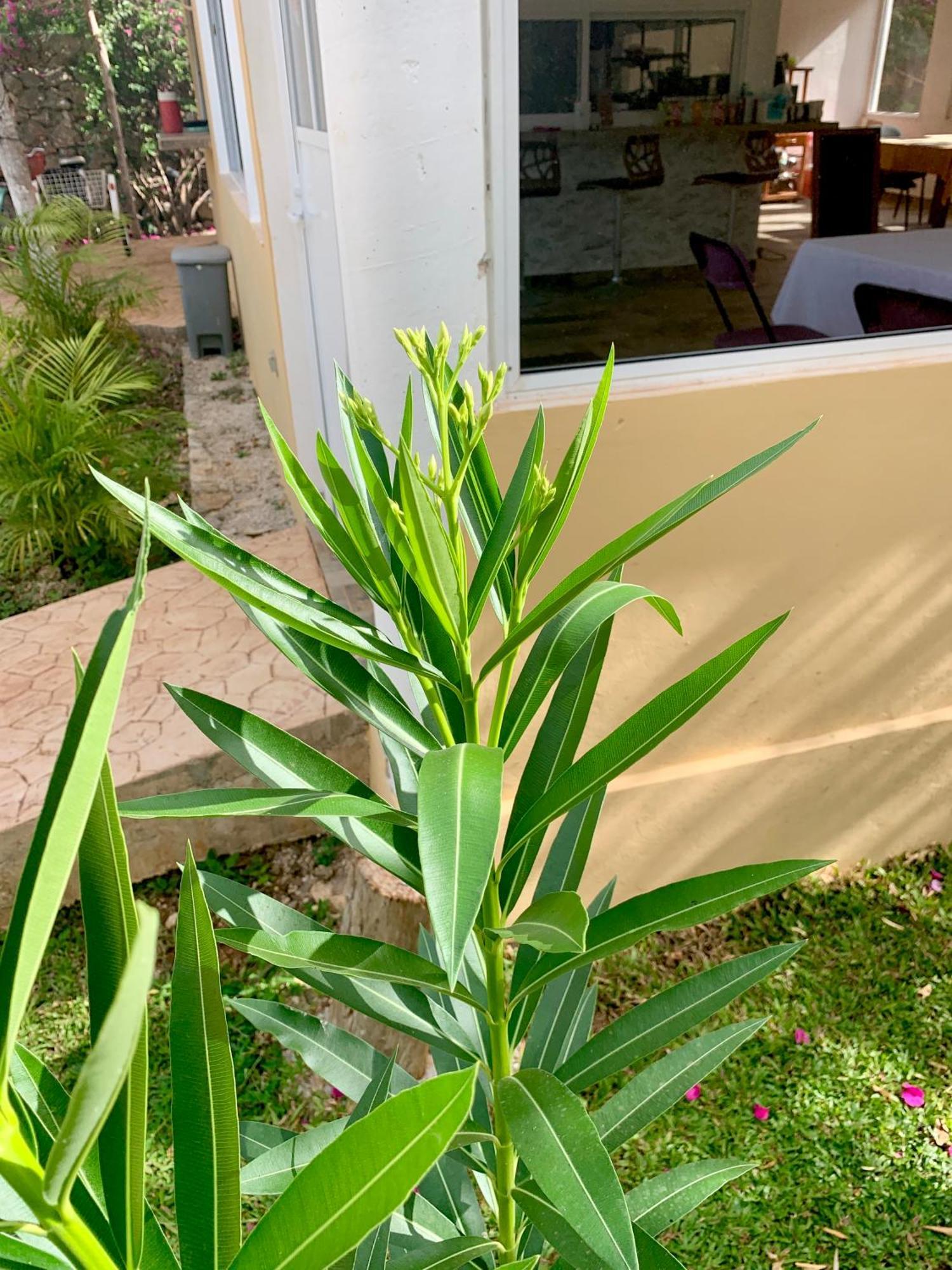 Quinta Yaaxbe Villa Homun Dış mekan fotoğraf