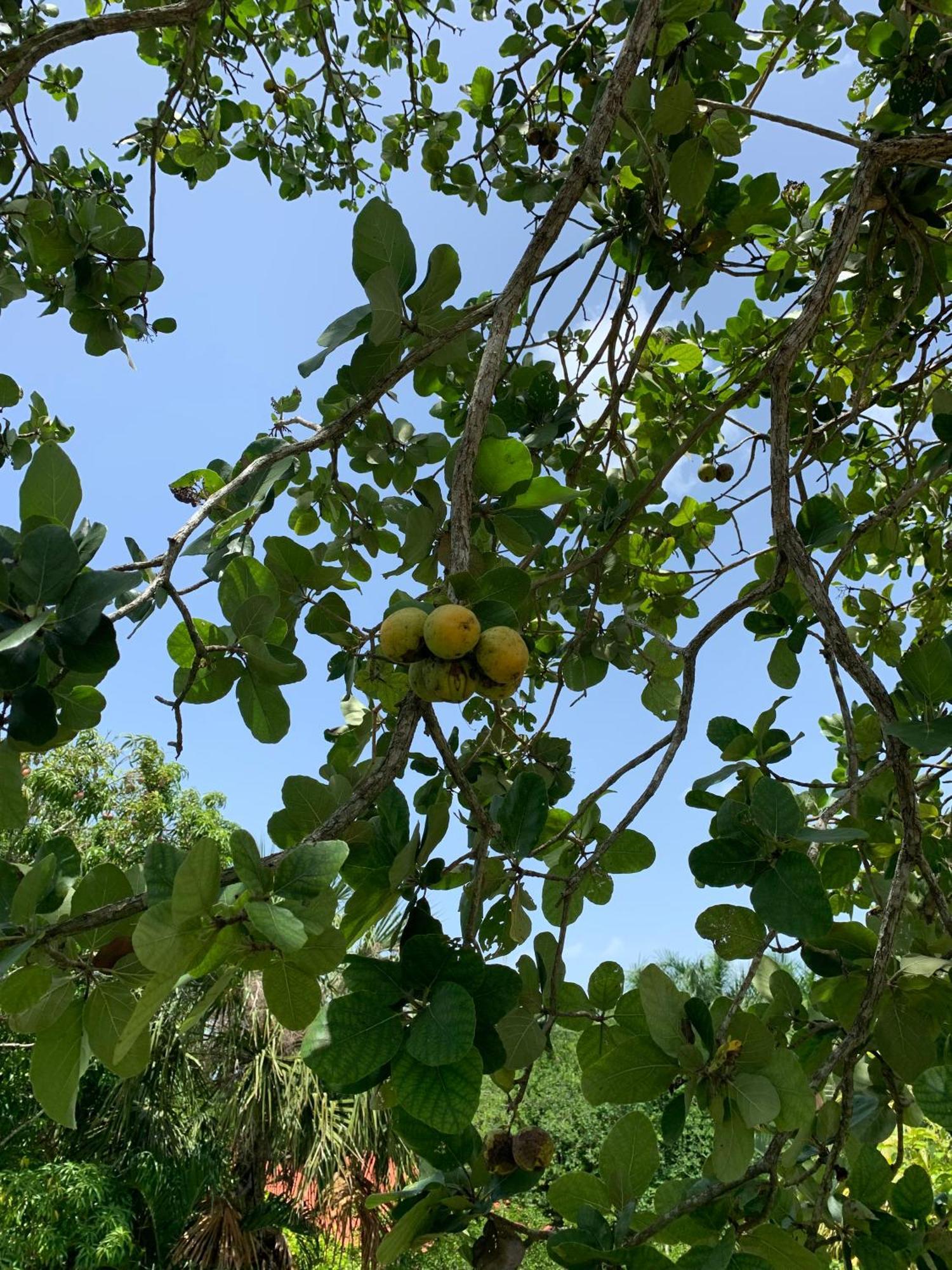 Quinta Yaaxbe Villa Homun Dış mekan fotoğraf